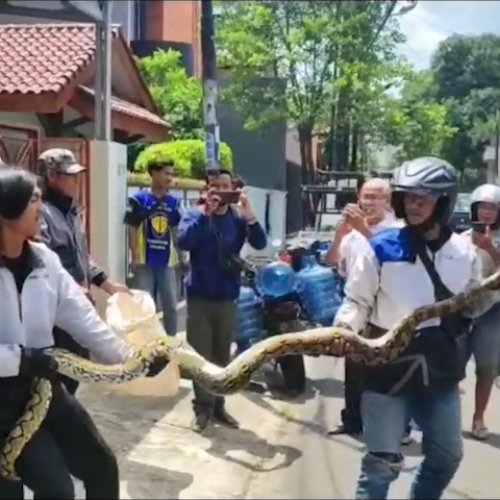 Diduga Memangsa Kucing, Ular Sanca 4 Meter Bikin Heboh Warga Pondok Aren