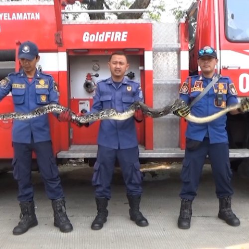 Sembunyi di Mesin Mobil, Ular Sanca Dievakuasi