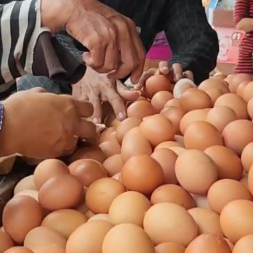 Jelang Imlek Harga Telur Ayam Dan telur Puyuh Naik!