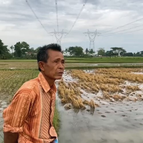 Pilu Taruji, Penggarap Sawah di Jayanti Tangerang Yang Gagal Panen Karena Banjir