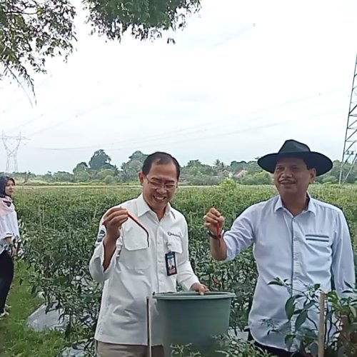 Tekan Angka Inflasi Lewat Panen Cabai, Pemkot Serang Sebut Ketahanan Pangan Aman