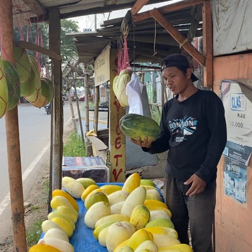 Baik Dikonsumsi saat Berbuka Puasa, Harga Timun Suri Melambung