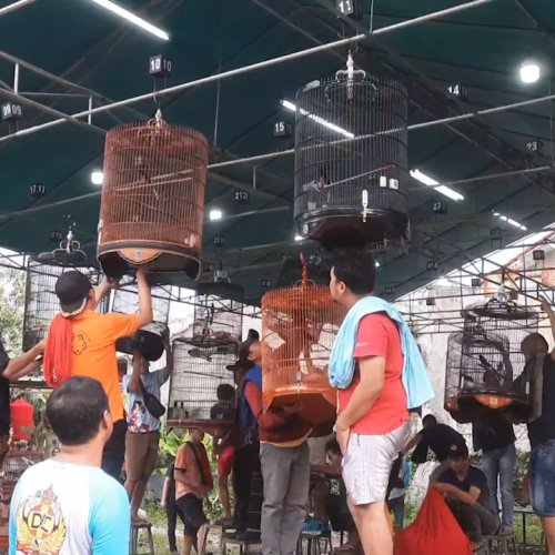 Menunggu Buka Puasa sambil Mendengar Burung Berkicau