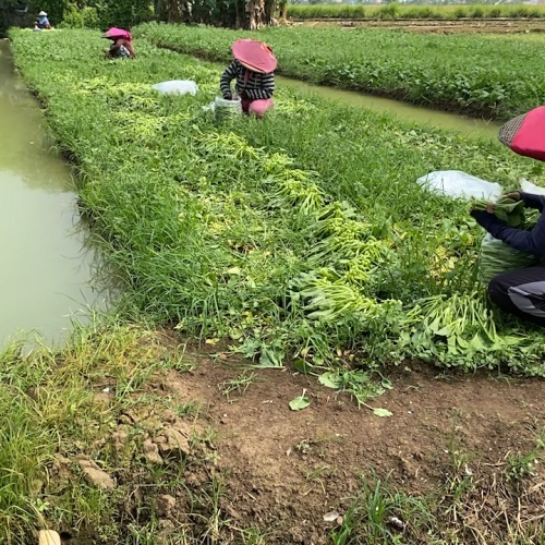 Nestapa Petani Sayur Tangerang Tidak Terakses Pupuk Subsidi