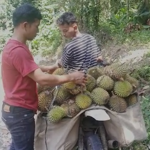 Buah Manis Durian Lebak, Pedagang Untung Rp30 Juta Dalam Sebulan