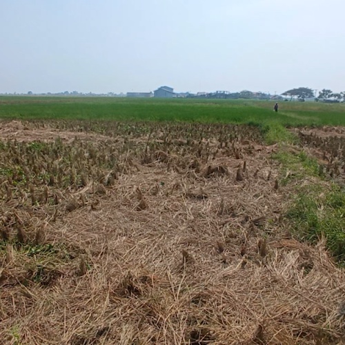 Puluhan Hektare Sawah di Kabupaten Serang Gagal Panen Akibat Hama Walang Sangit