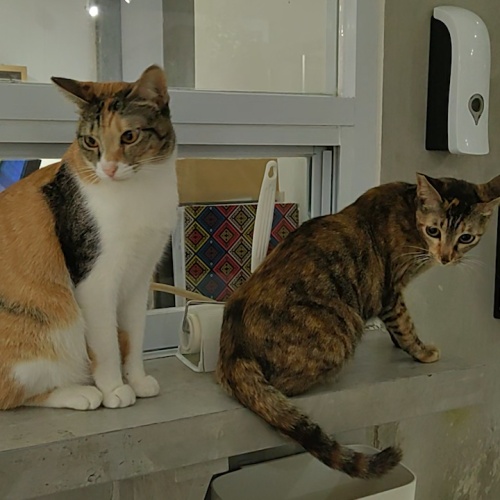 Seru-seruan Ditemani Kucing Lucu di Calicoffice Serpong