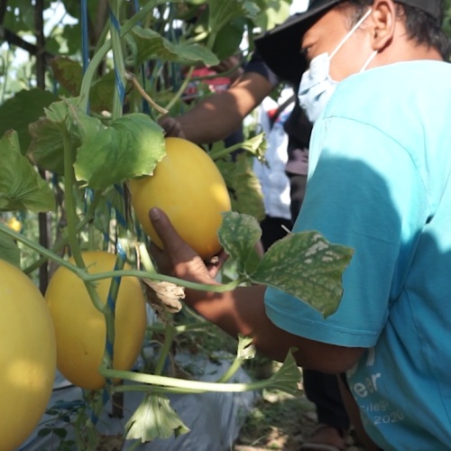 Wali Kota Cilegon Berencana Buat Aplikasi Untuk Petani, Petani: Jangan Gegabah!