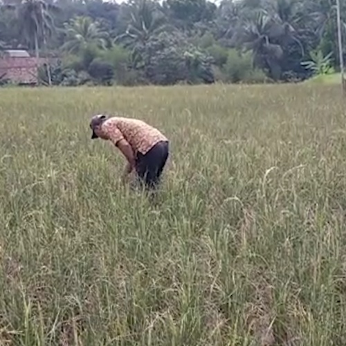 Petani di Lebak Gagal Panen Terdampak El Nino