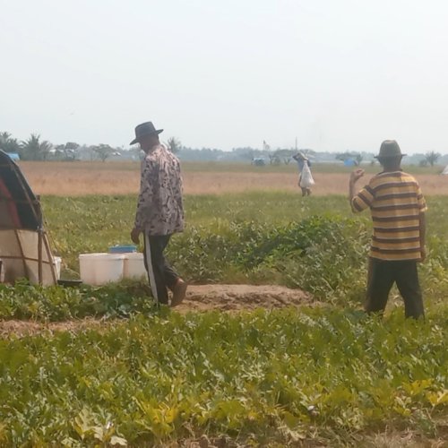 Manfaatkan Lahan Sawah yang Kering, Petani di Kabupaten Serang Pilih Tanam Semangka