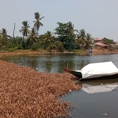 Tak Bisa Lagi Gunakan Air Sungai Ciujung karena Menghitam, Petani di Kabupaten Serang Pasrah