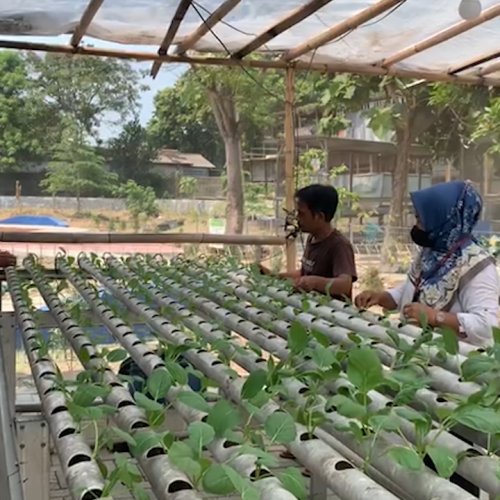 Harapan KWT Anthurium Kota Tangerang Agar Bisa Dipermudah Memasarkan Hasil Panen