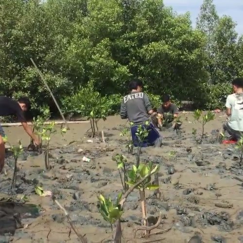 Bentuk Peduli Lingkungan, HMI Universitas Prima Graha Tanam 350 Mangrove