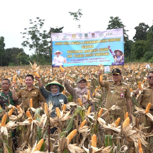 Panen Jagung 11 Ton, DPKP Kabupaten Tangerang Optimis Sejahterakan Petani