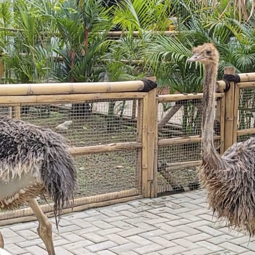 Ciater Park, Mini Zoo Ramah Anak di Tangsel