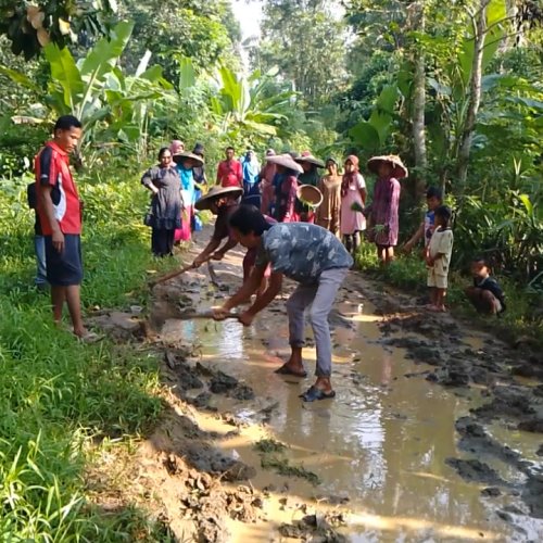 Aksi Warga Kebon Kelapa Lebak Tanam Padi di Jalan Rusak