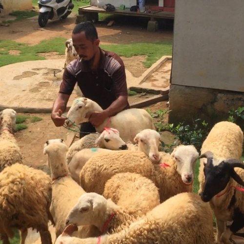 Menjelang Idul Adha, Omzet Penjualan Hewan Kurban Meningkat Drastis