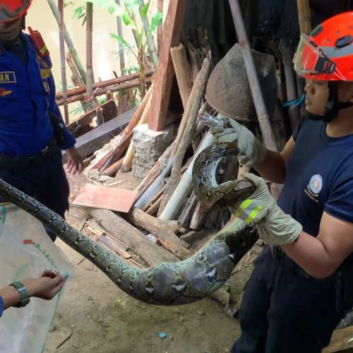 Ular Sanca Sepanjang 3 Meter Gegerkan Warga Lebak