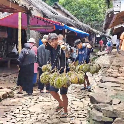 Kawasan Baduy Dipadati Pemburu Durian