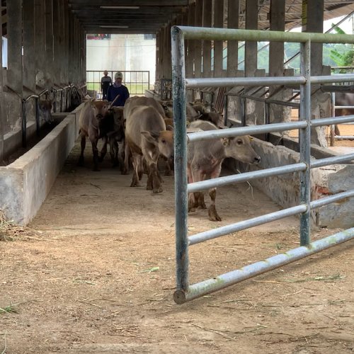 Disnakeswan Lebak Vaksinasi Ratusan Hewan Antisipasi Penyakit Mulut dan Kuku