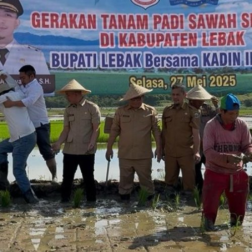 Kadin Indonesia Bersama Pemkab Tanam Padi 51.000 Hektar di Lebak