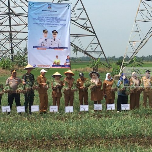Kabupaten Serang Pamer Panen 14 Ton Bawang Merah
